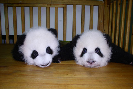 投身社會(huì )公益活動(dòng)，東芝連續四次獲得光明公益獎