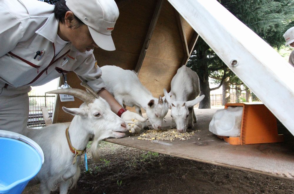 在綠地上開(kāi)展CSR活動(dòng)-東芝利用山羊和綿羊減少CO2排放