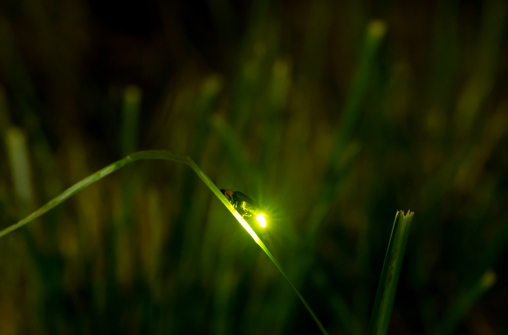 5年間默默無(wú)聞的環(huán)?；顒?dòng)，讓螢火蟲(chóng)回歸河流